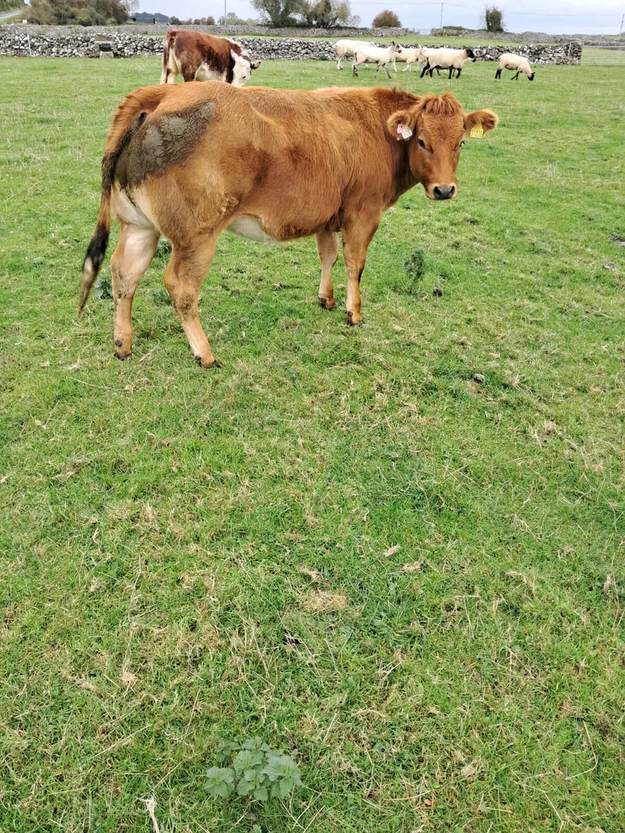 Heifer - Image 2