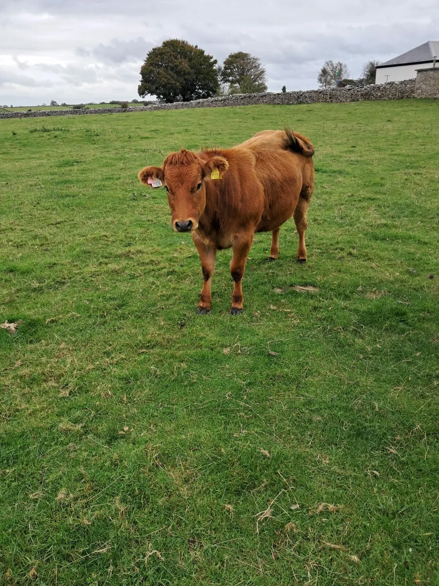 Heifer - Image 3