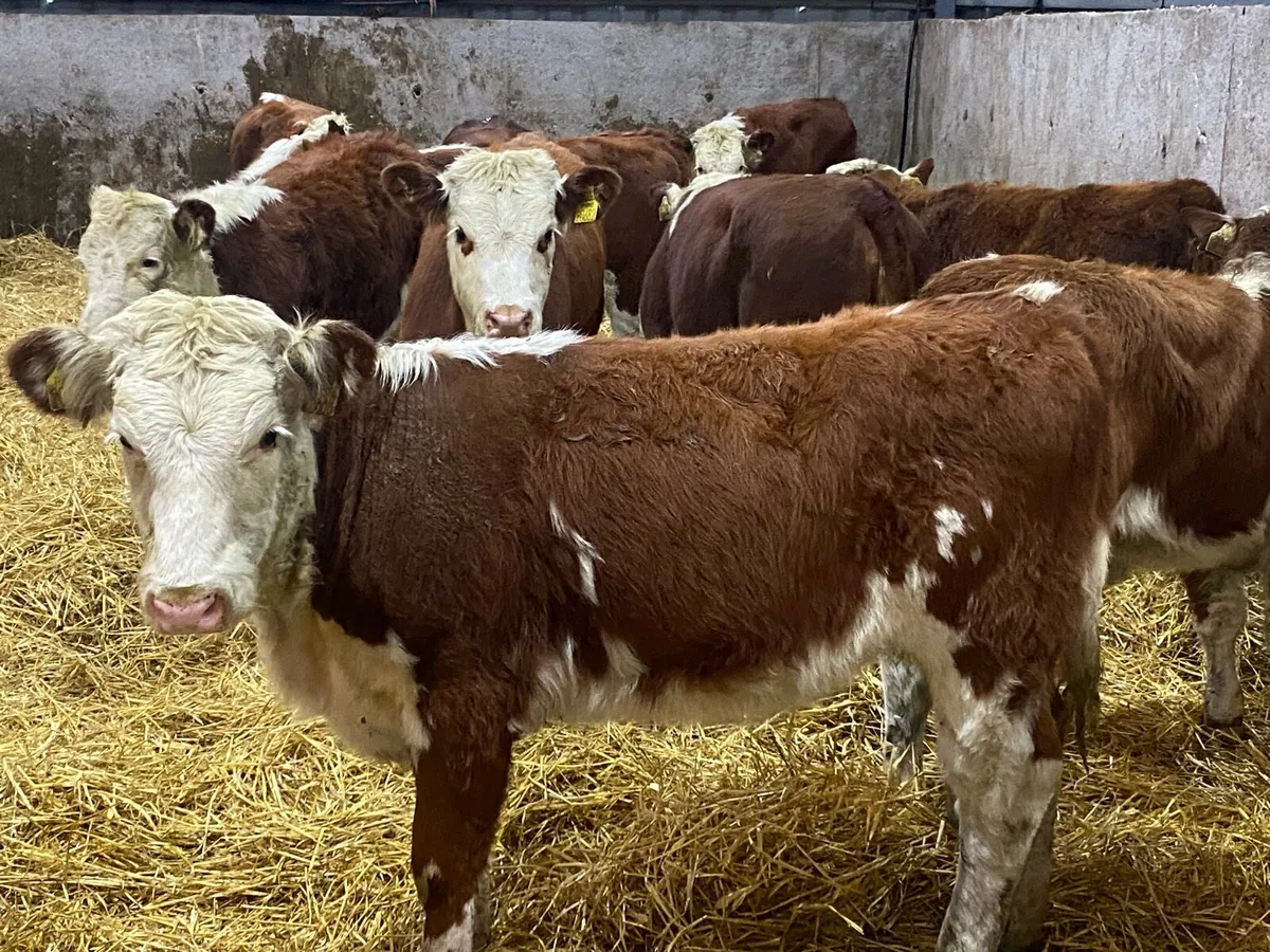 10 Suckler Bred Red Hereford Heifers (No Moves) - Image 1