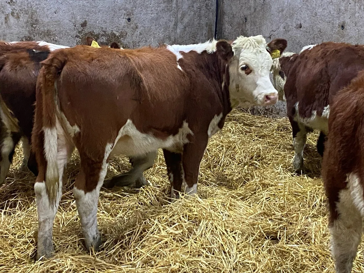 10 Suckler Bred Red Hereford Heifers (No Moves) - Image 2