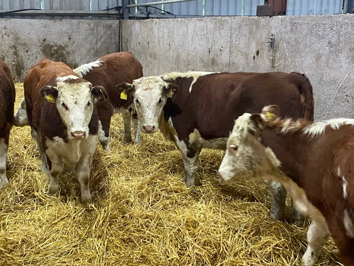 10 Suckler Bred Red Hereford Heifers (No Moves) - Image 3