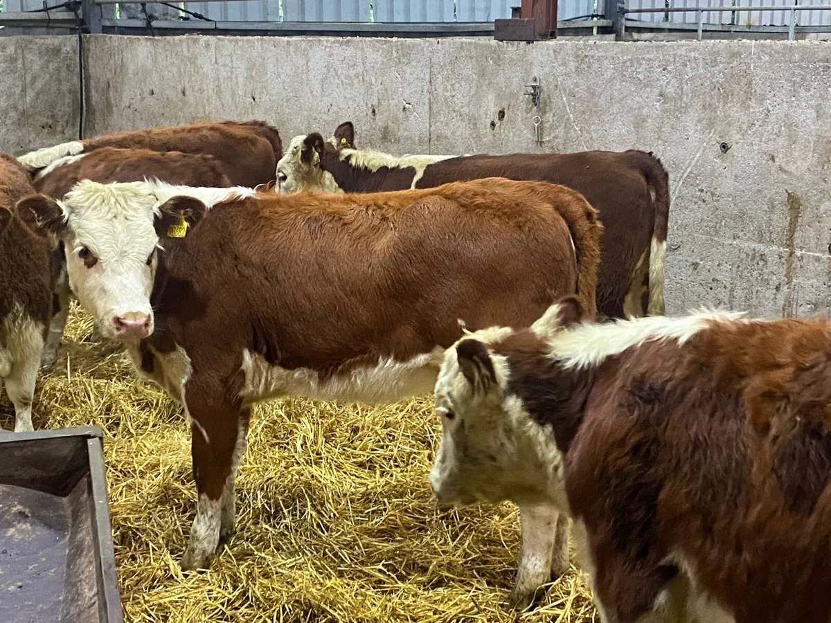 10 Suckler Bred Red Hereford Heifers (No Moves) - Image 4