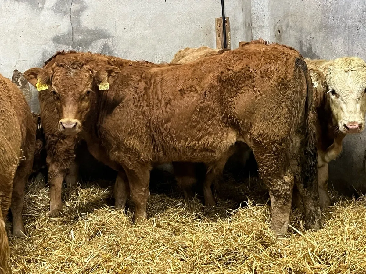 Super 300Kg U Grade CH & LIM Bull Weanlings - Image 2