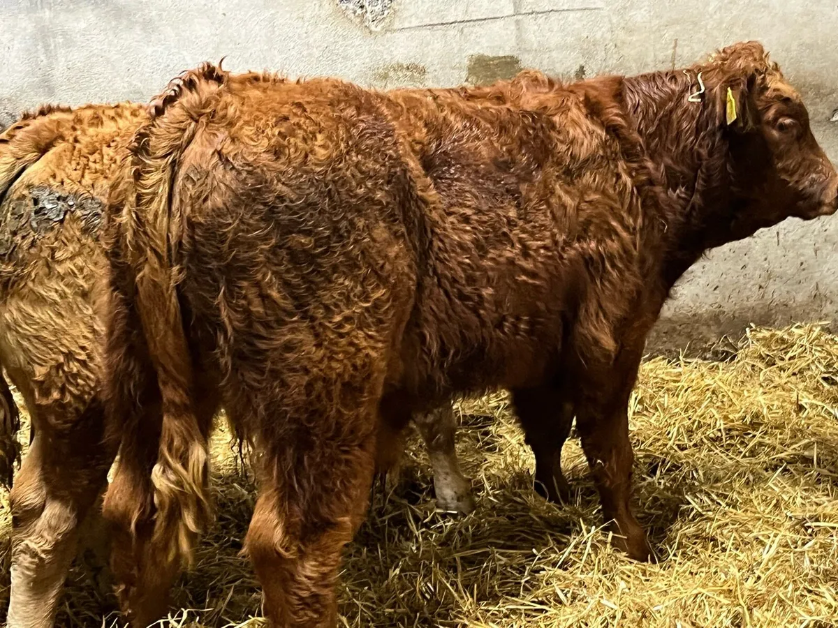 Super 300Kg U Grade CH & LIM Bull Weanlings - Image 3