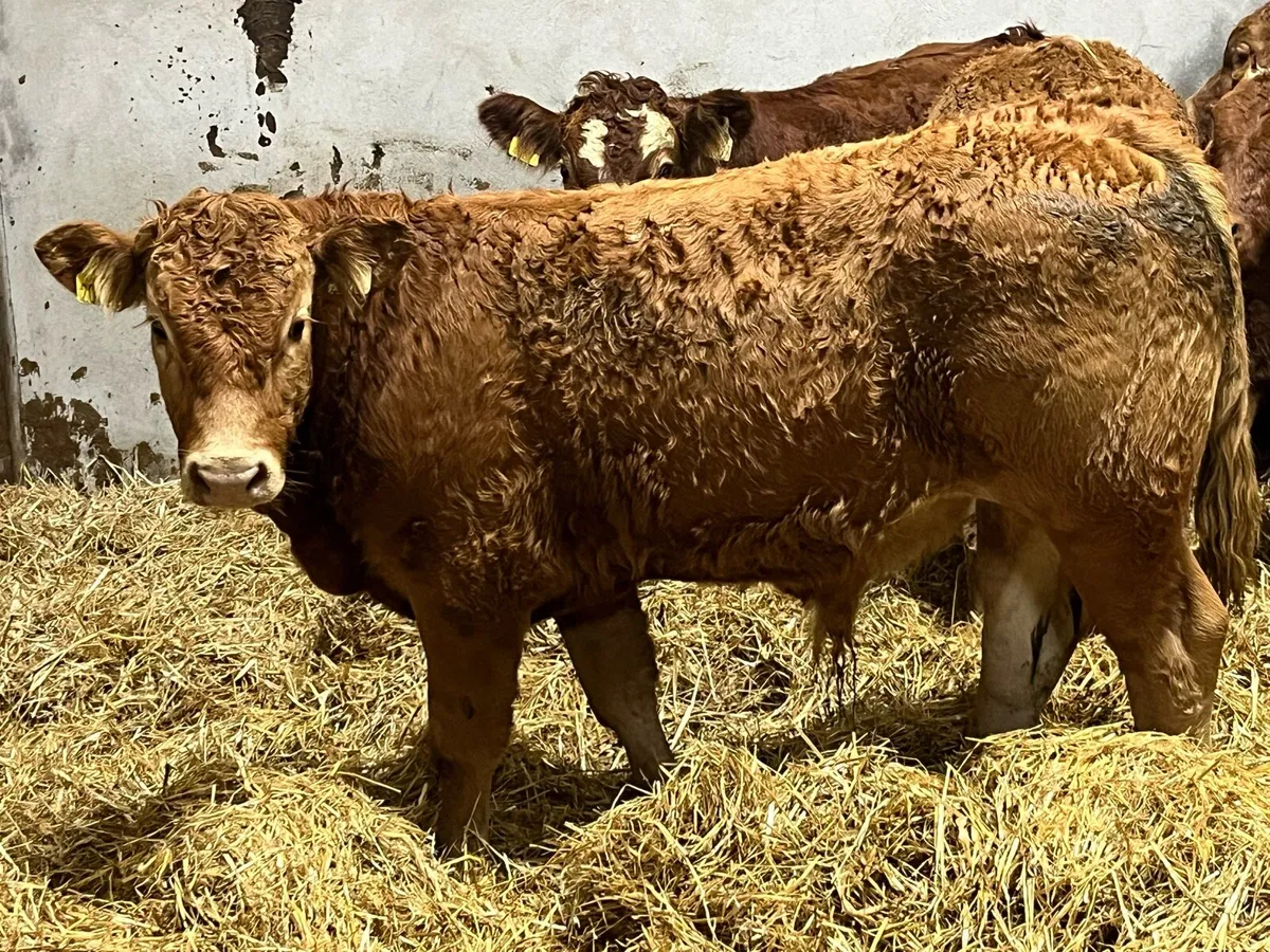 Super 300Kg U Grade CH & LIM Bull Weanlings - Image 4