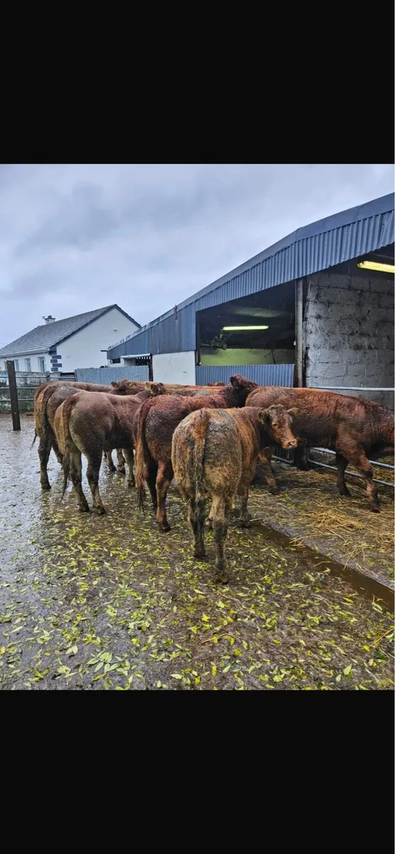 Lmx heifers - Image 1