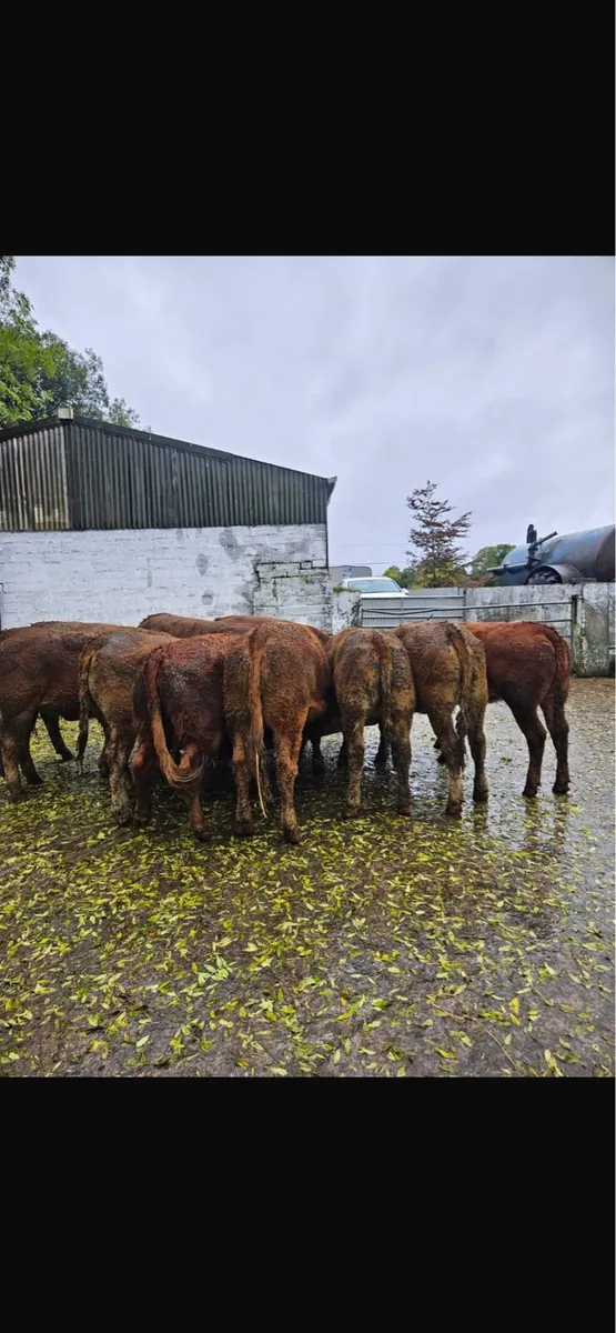 Lmx heifers - Image 2