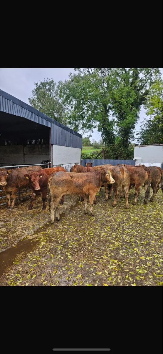 Lmx heifers - Image 3