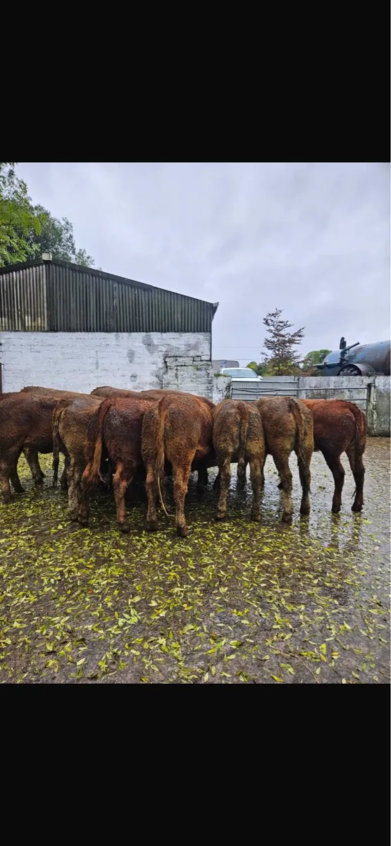Lmx heifers - Image 4