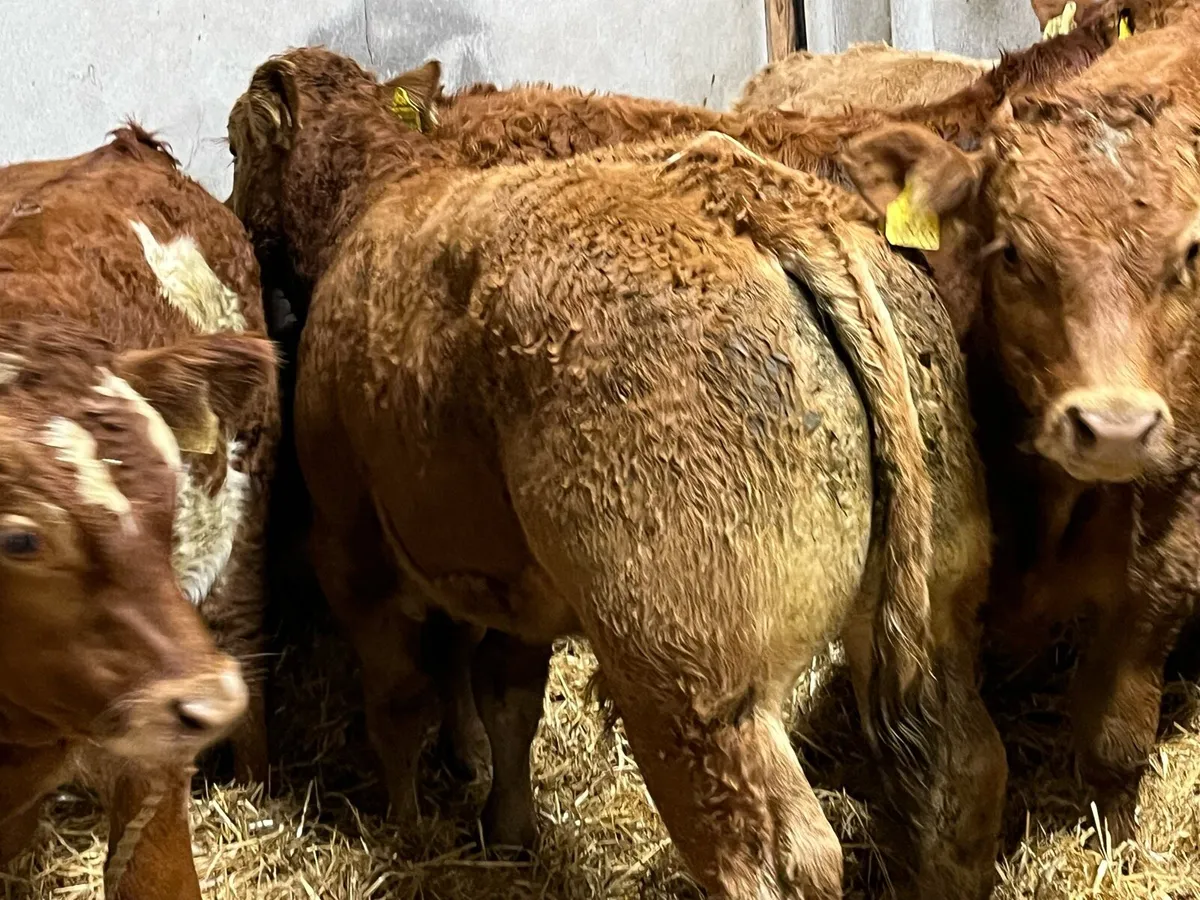 Super 300Kg U Grade CH & LIM Bull Weanlings - Image 1