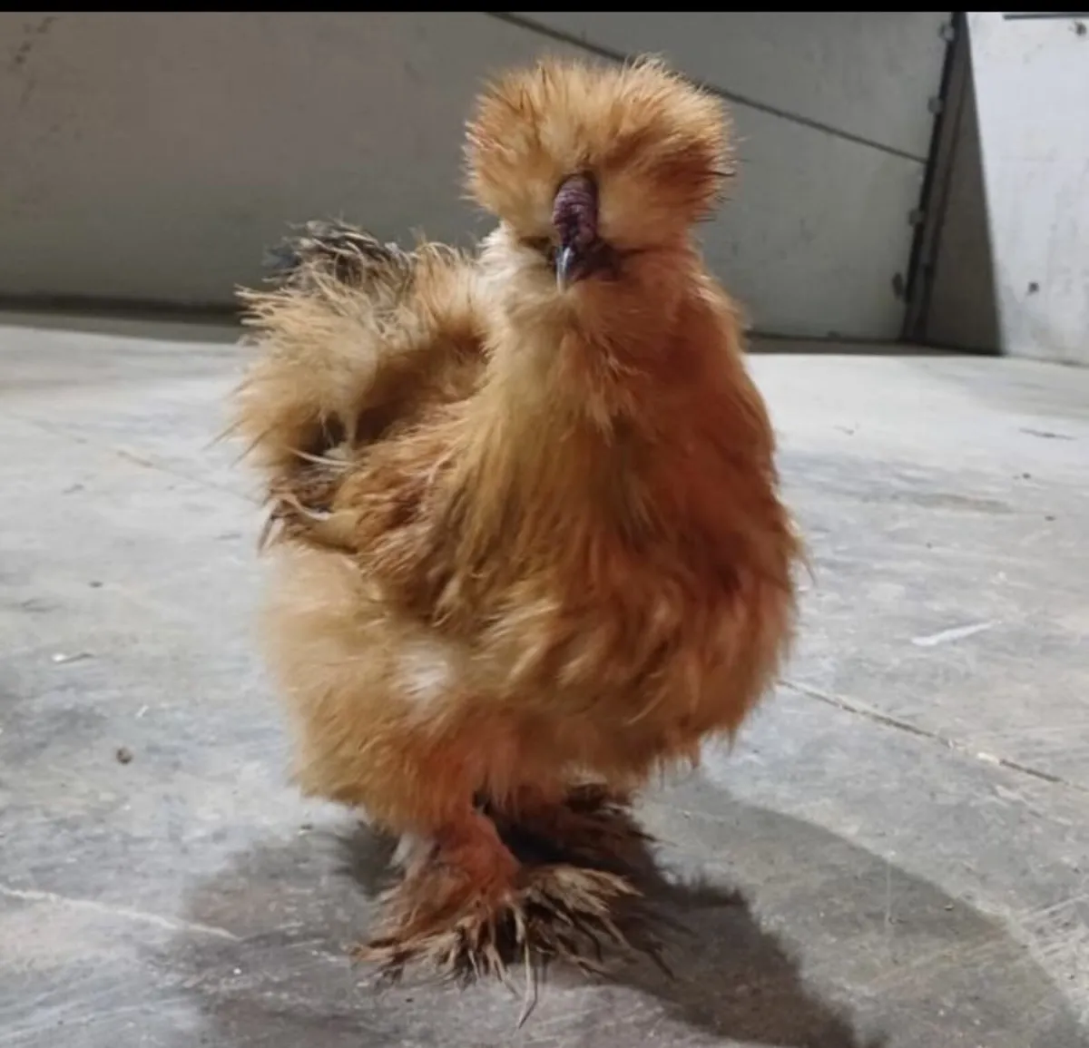 USA Gold Silkies - Image 1
