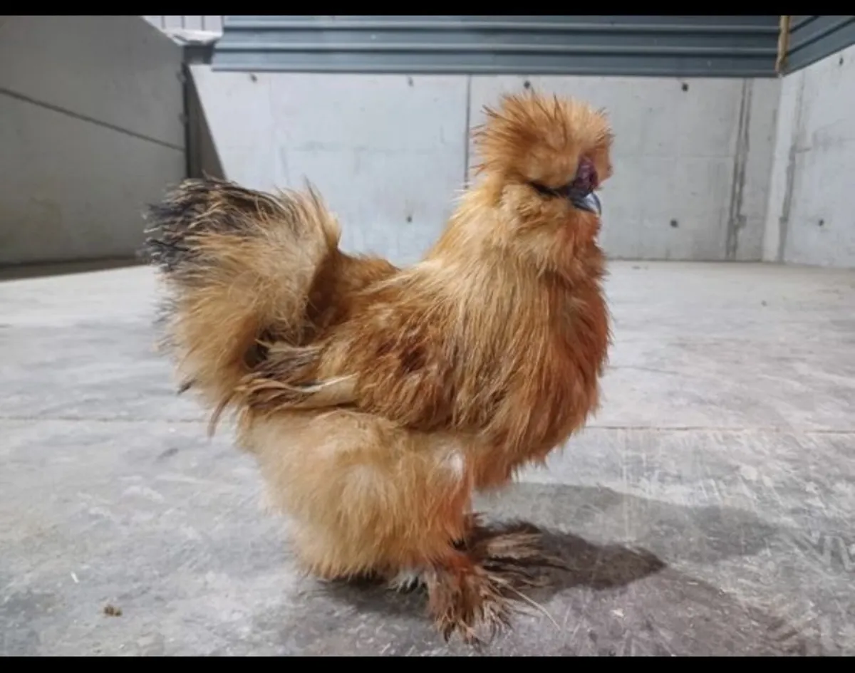 USA Gold Silkies - Image 2