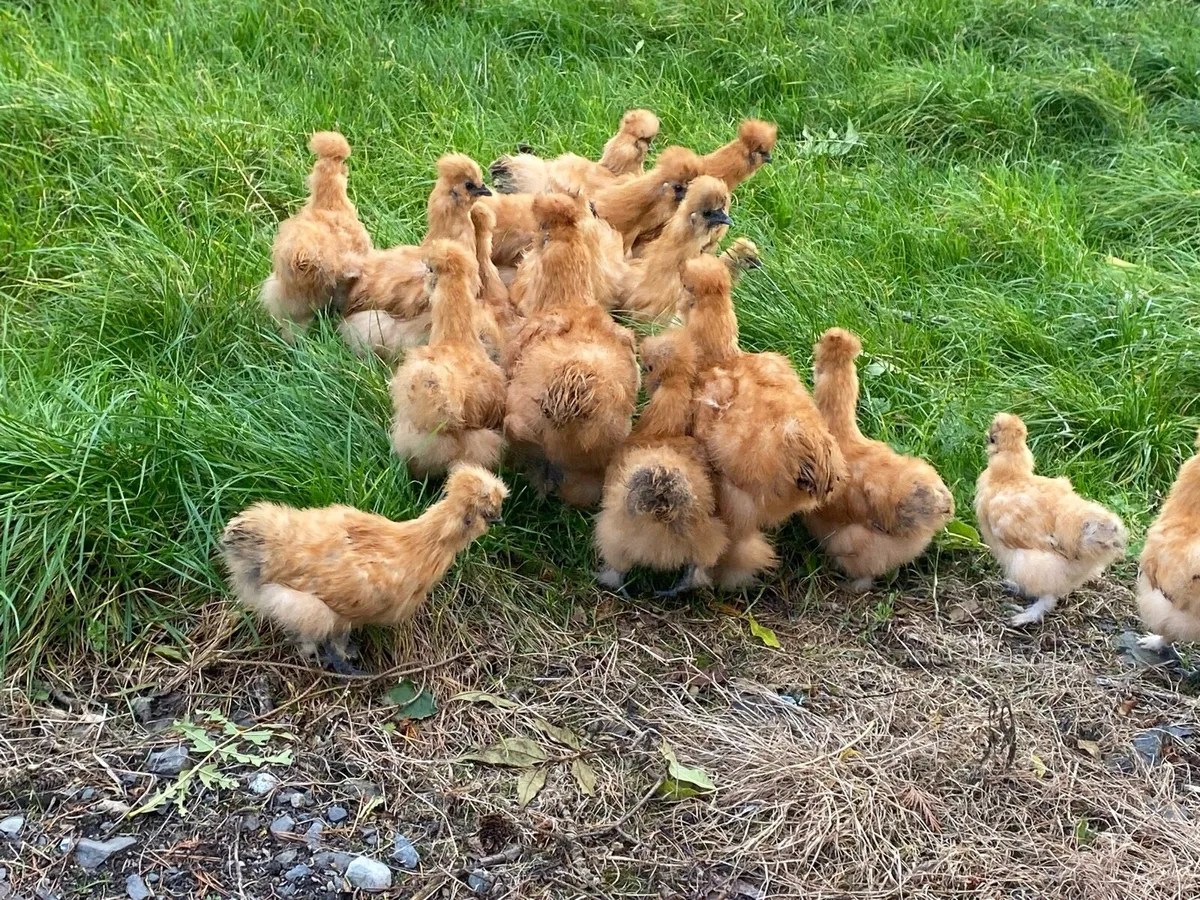 USA Gold Silkies - Image 3