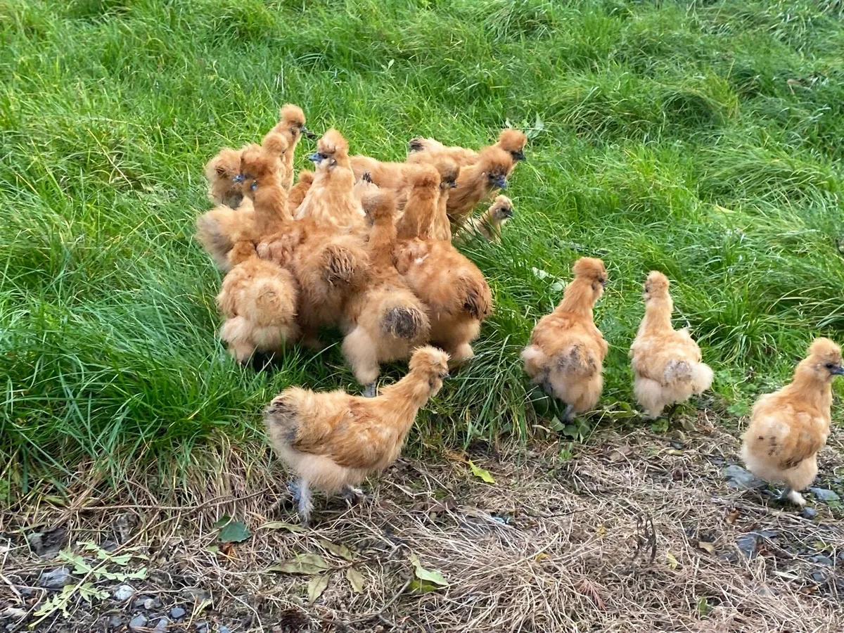 USA Gold Silkies - Image 4