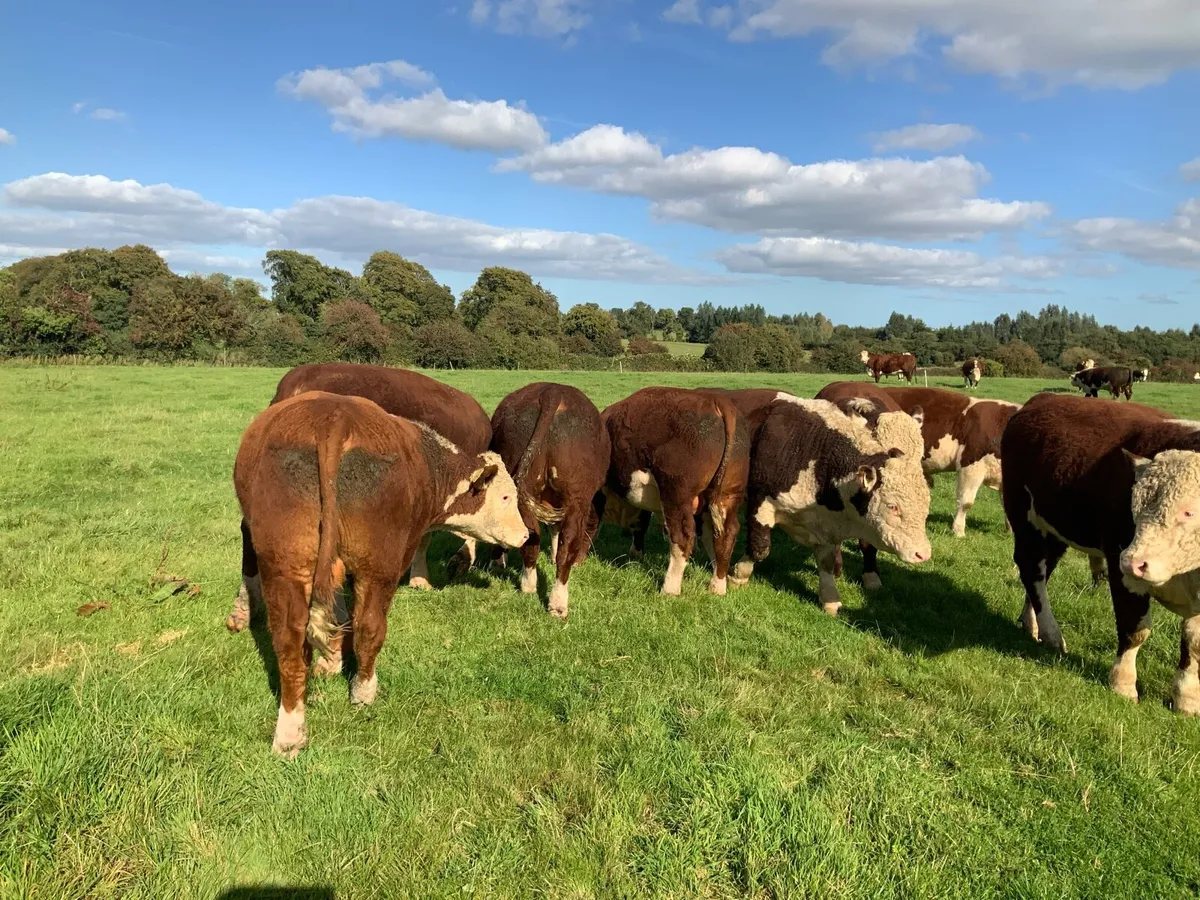 Pedigree Stud Bulls Suitable for Pedigree Breeding - Image 2