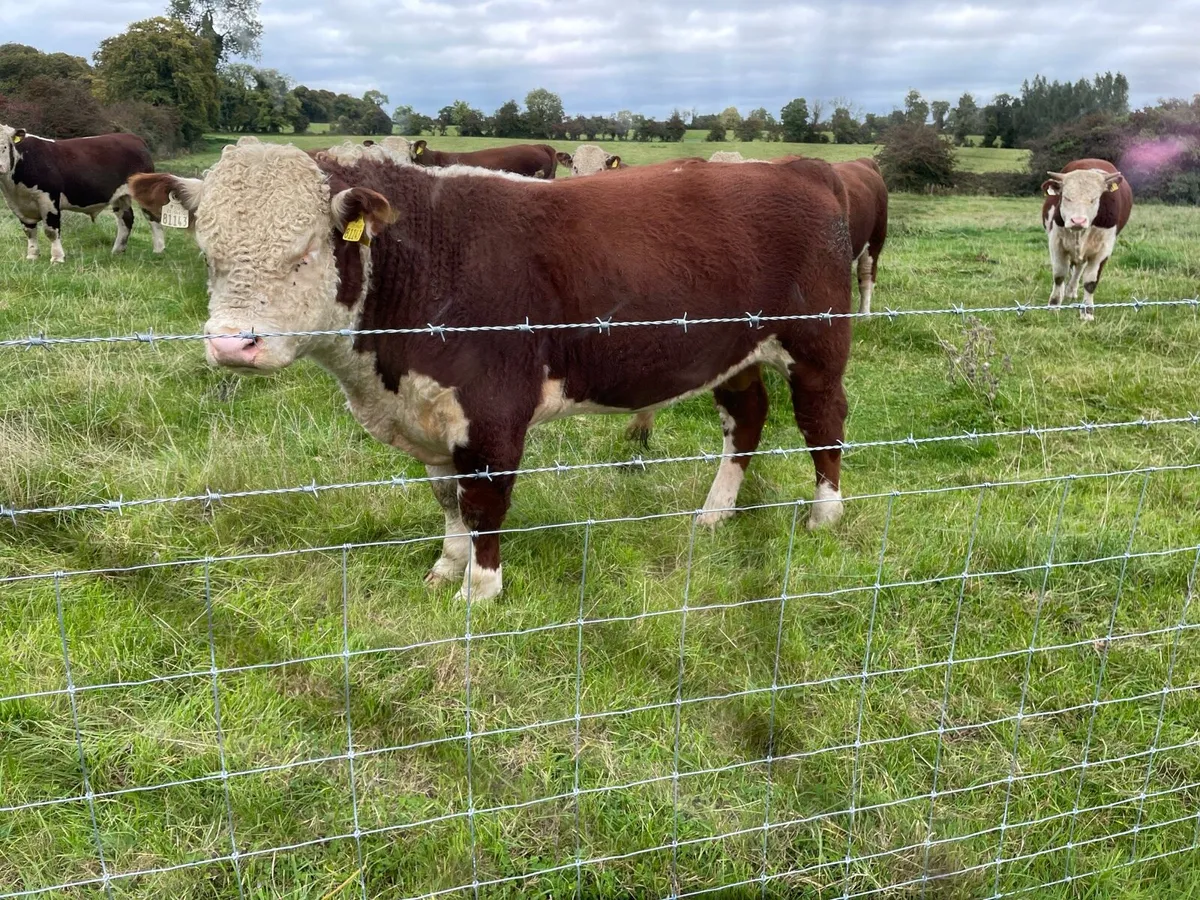 Pedigree Stud Bulls Suitable for Pedigree Breeding - Image 3