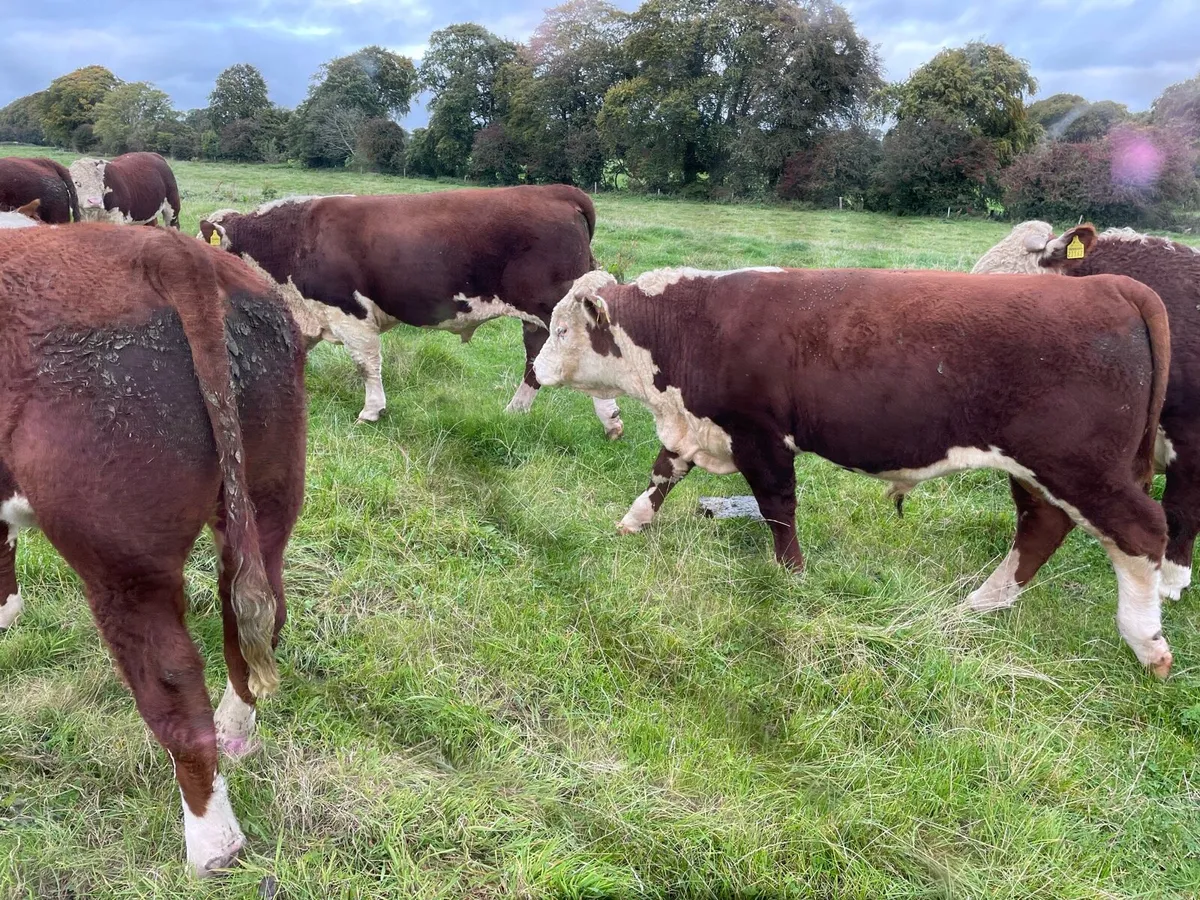 Pedigree Stud Bulls Suitable for Pedigree Breeding - Image 4