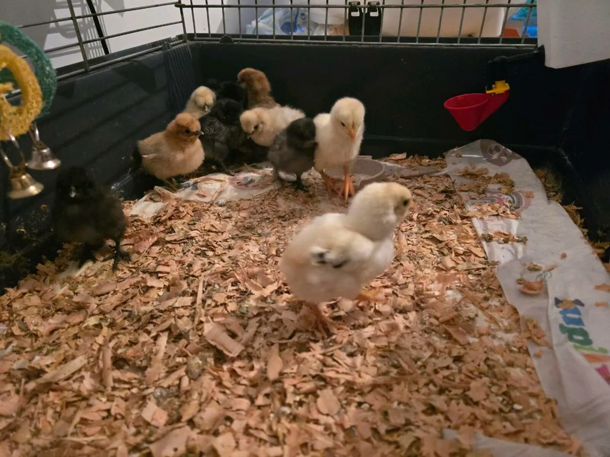Shamo and USA silkie chicks for sale - Image 1