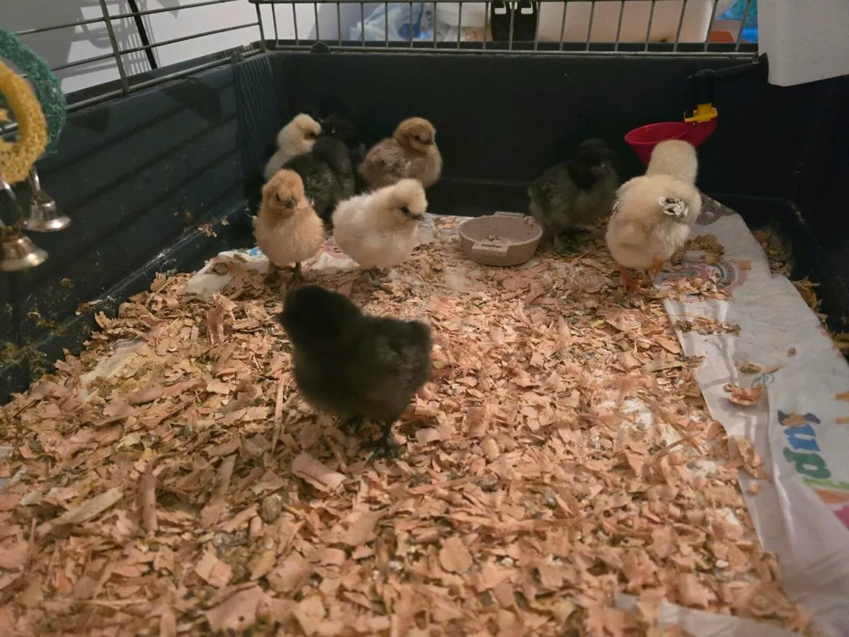 Shamo and USA silkie chicks for sale - Image 2