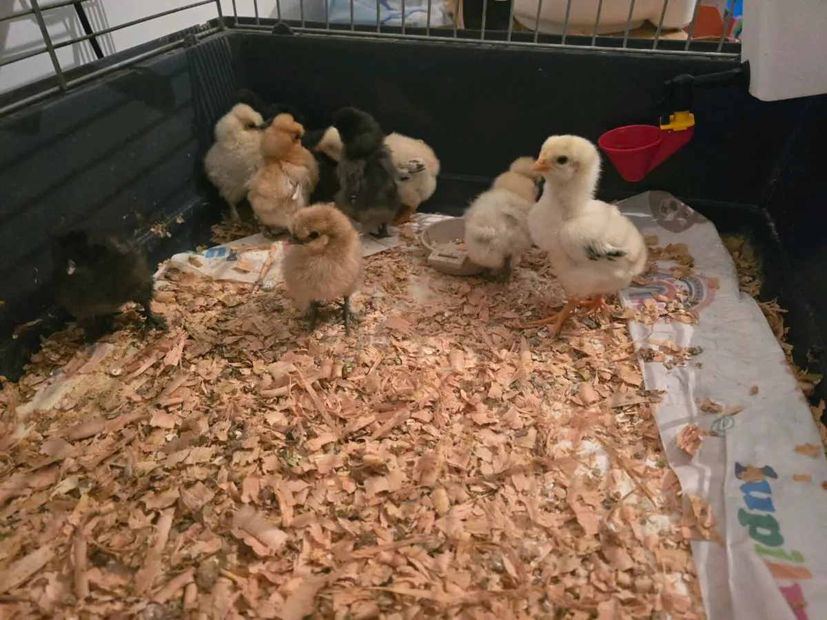 Shamo and USA silkie chicks for sale - Image 3