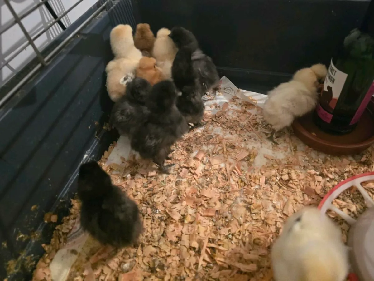 Shamo and USA silkie chicks for sale - Image 4