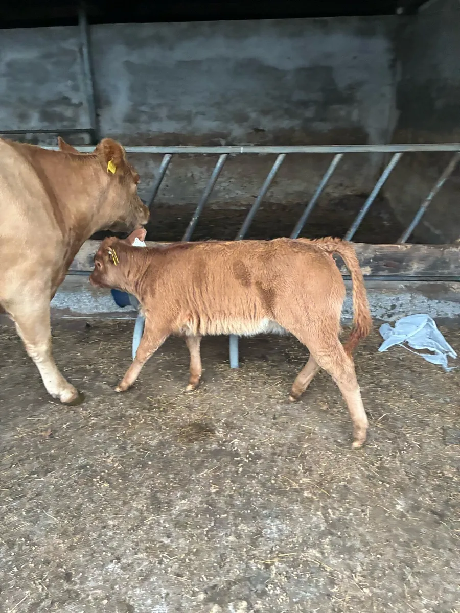 1st calf cow and calf - Image 2