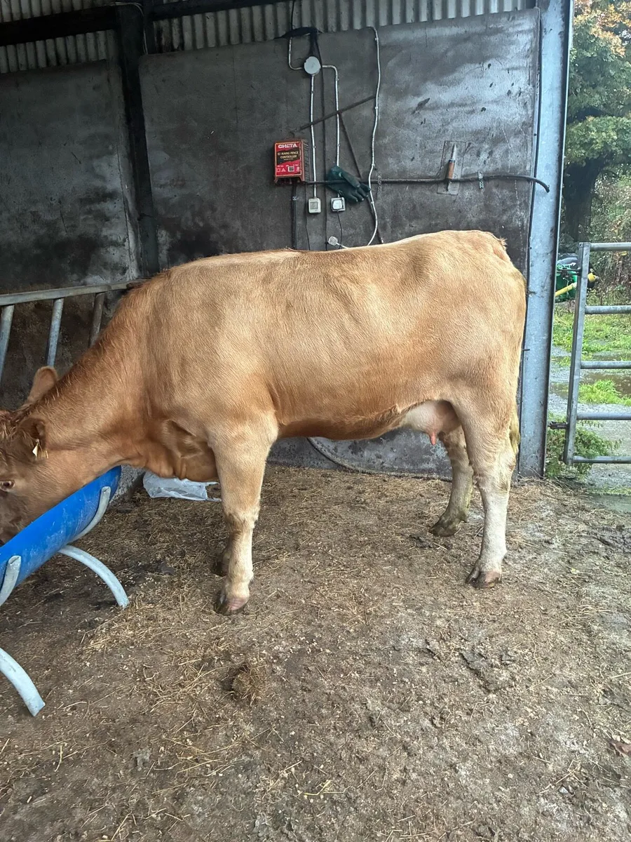 1st calf cow and calf - Image 3