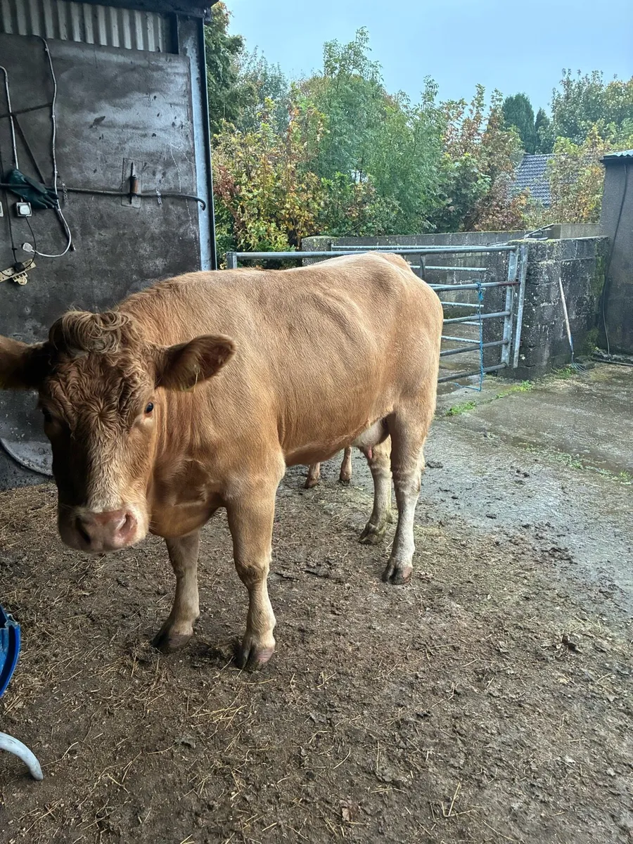 1st calf cow and calf - Image 4