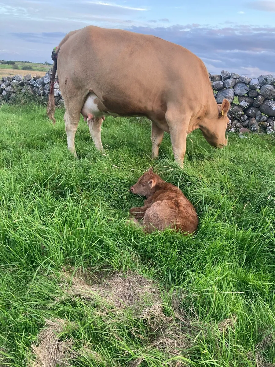 1st calf cow and calf - Image 1