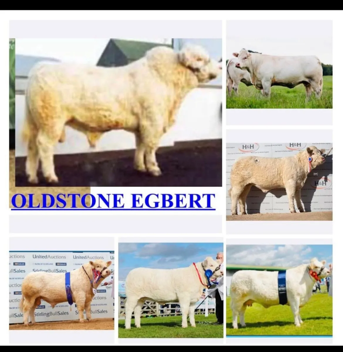 Pedigree Charolais Egbert straw