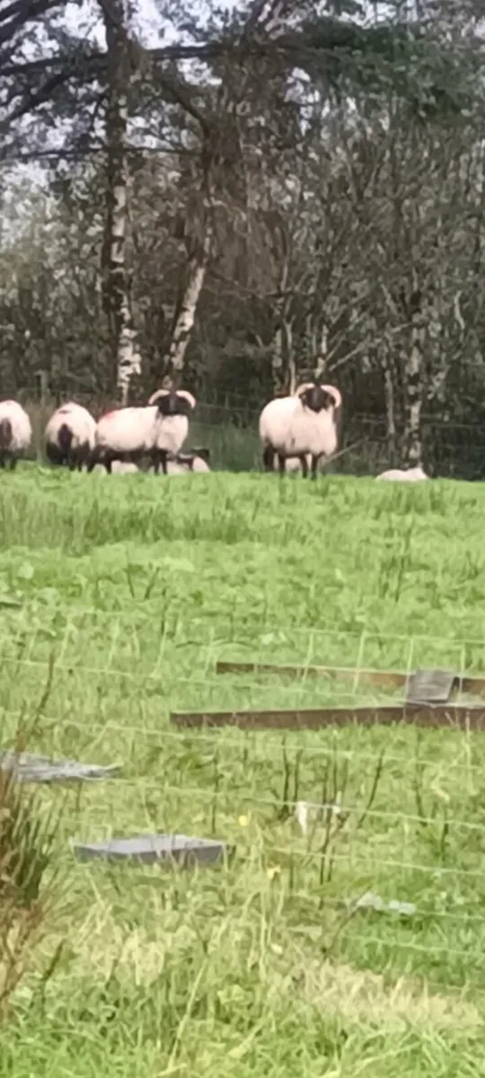 Sis ram lambs