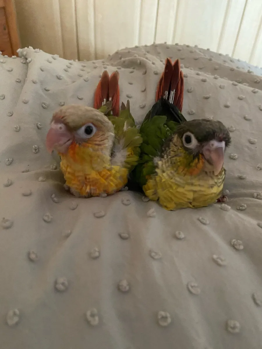 Beautiful hand reared conures - Image 1