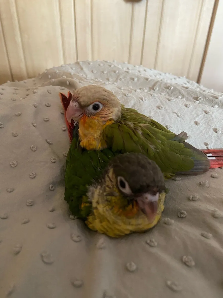 Beautiful hand reared conures - Image 2
