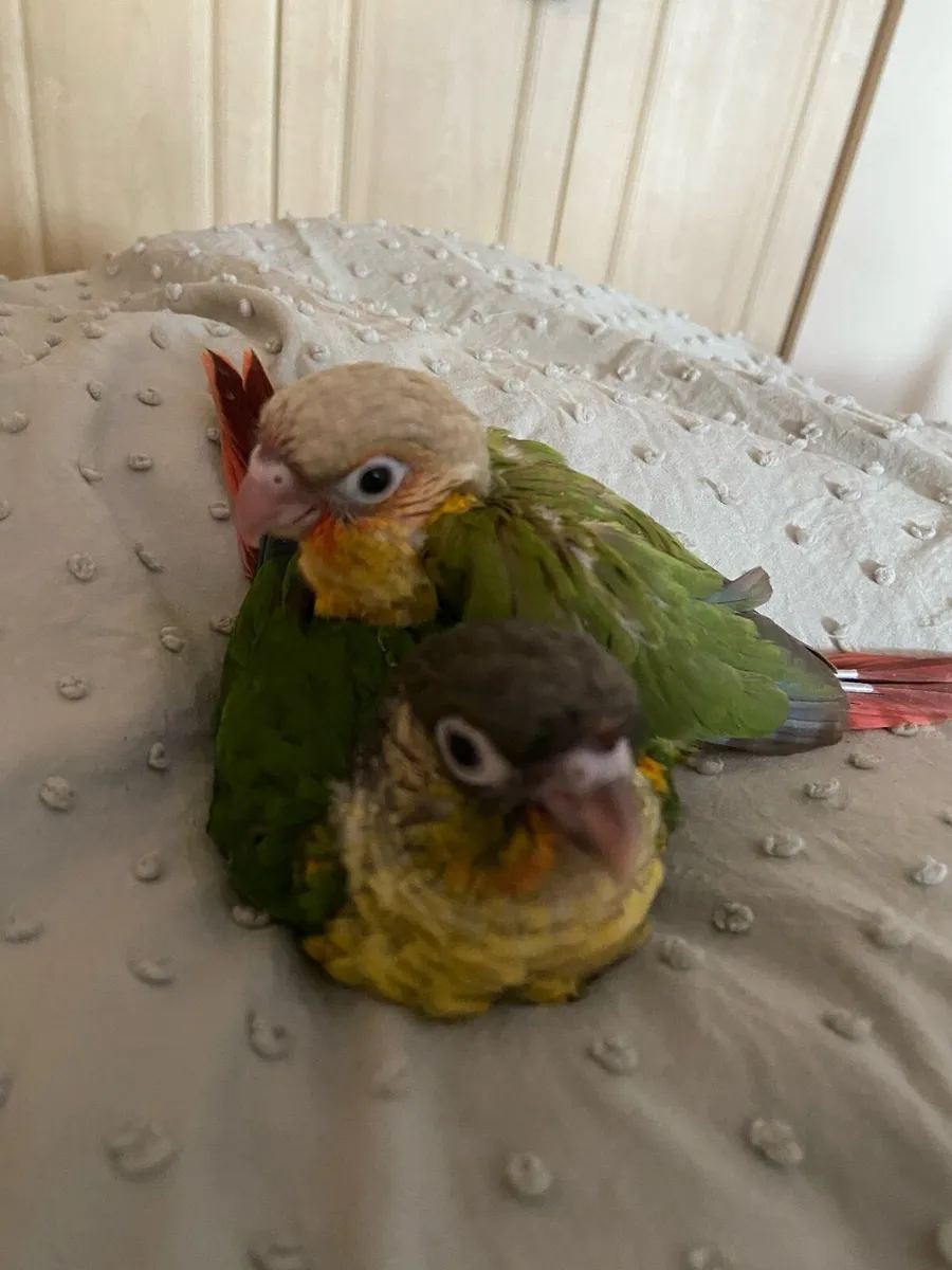 Beautiful hand reared conures - Image 3