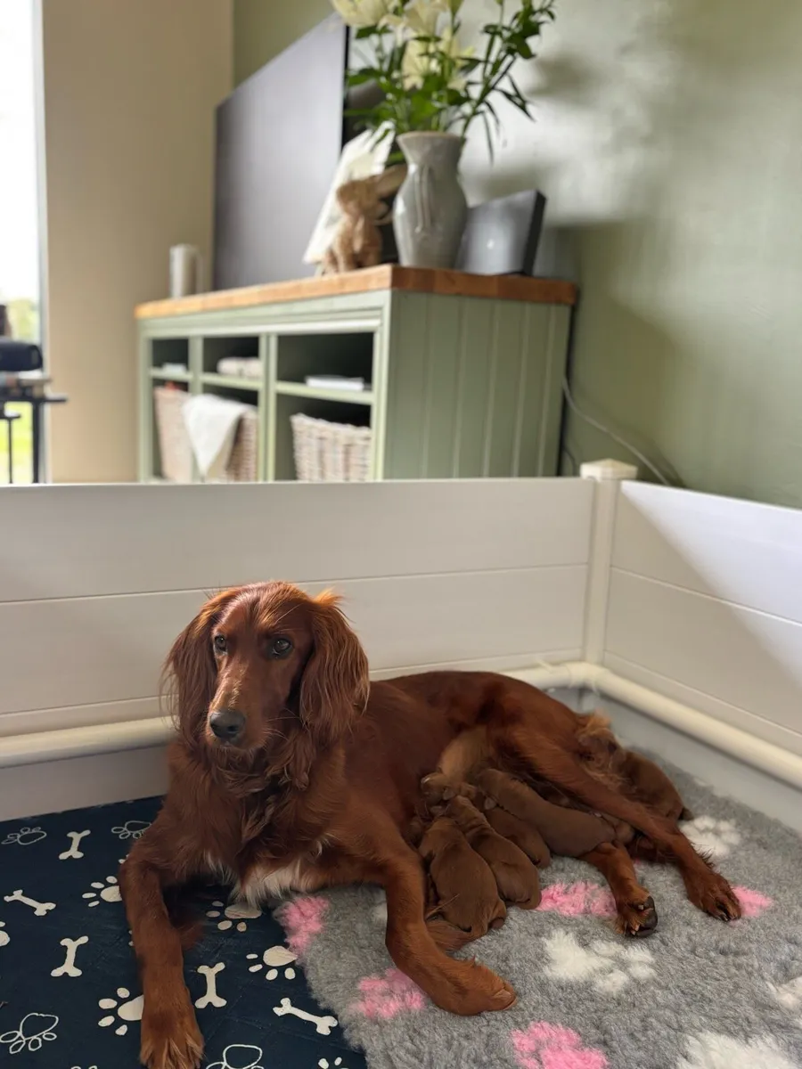 Whelping box - Image 1