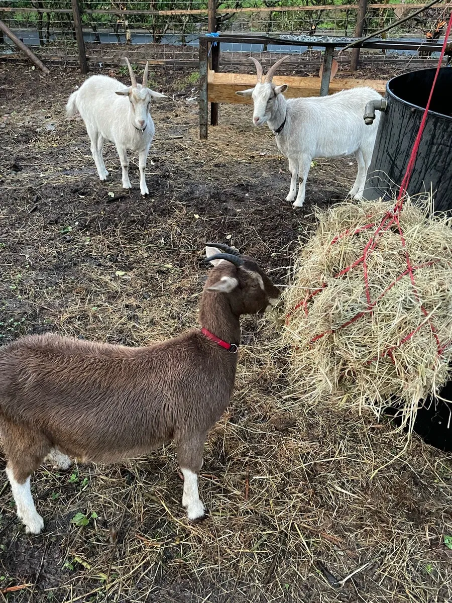 Goats - Image 2