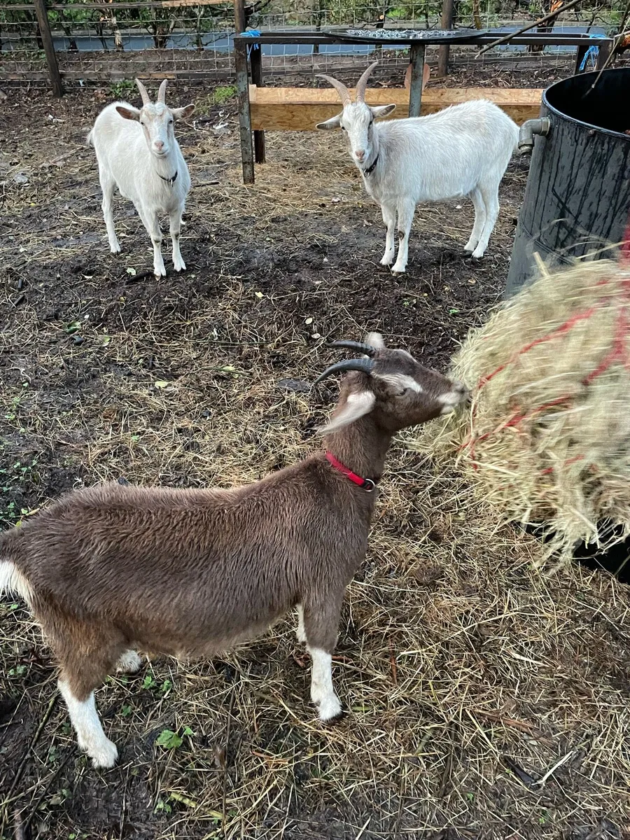 Goats - Image 3