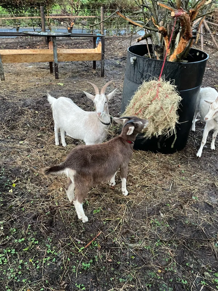 Goats - Image 4