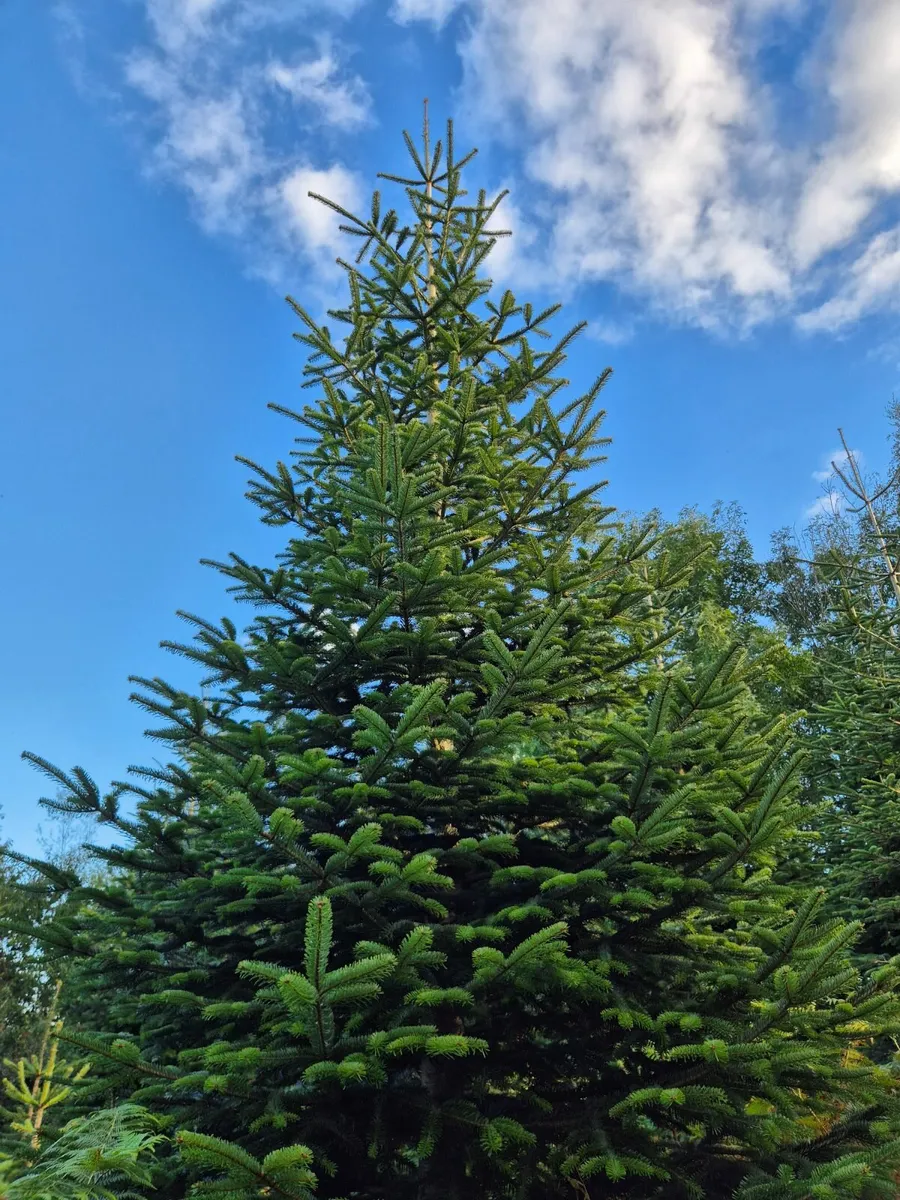 Christmas Trees - Image 1