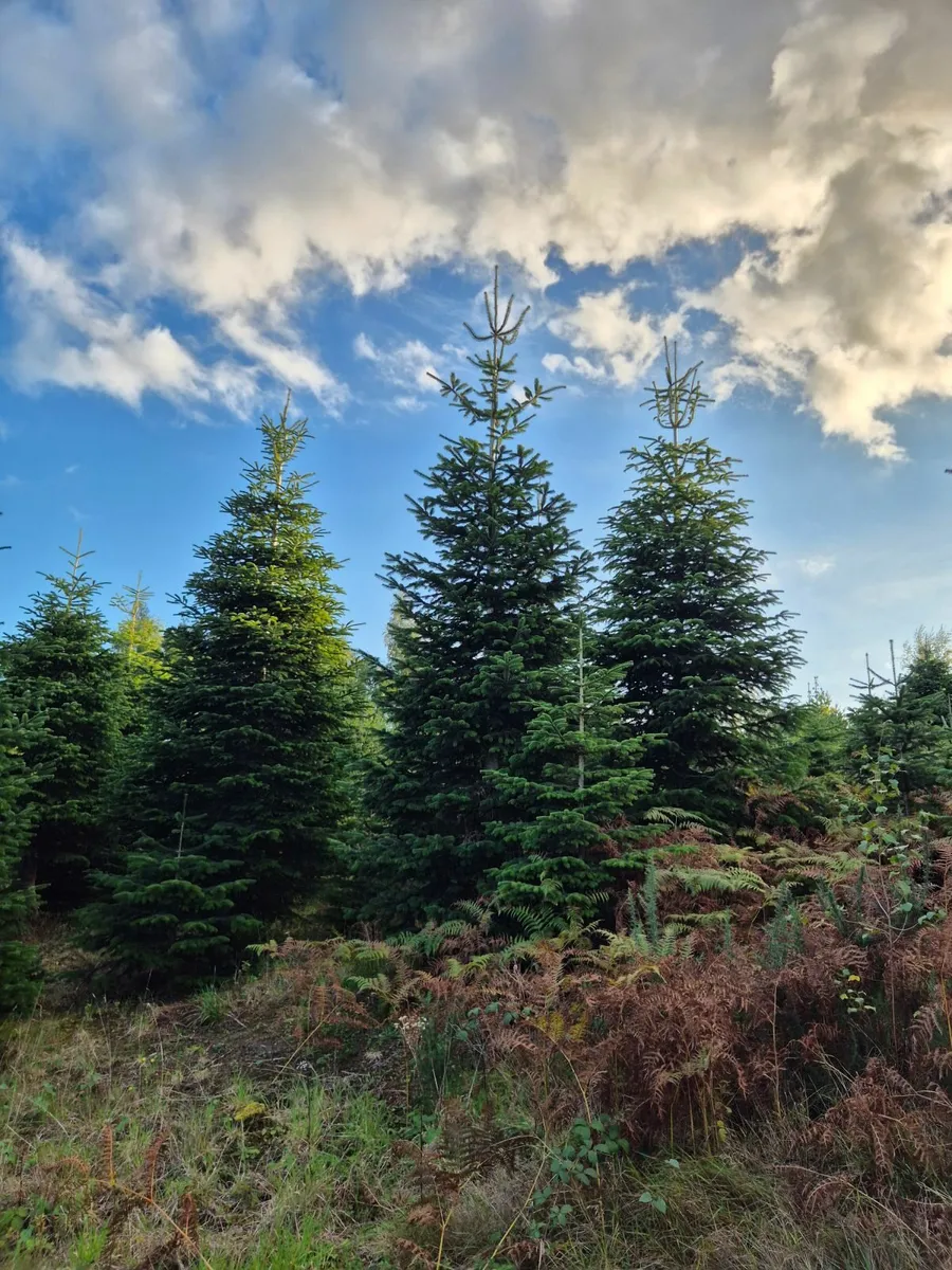 Christmas Trees - Image 2