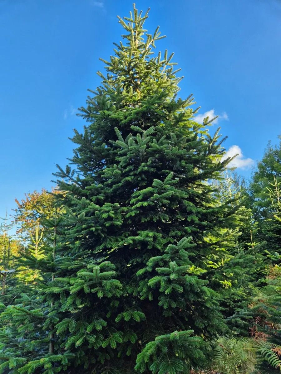 Christmas Trees - Image 3