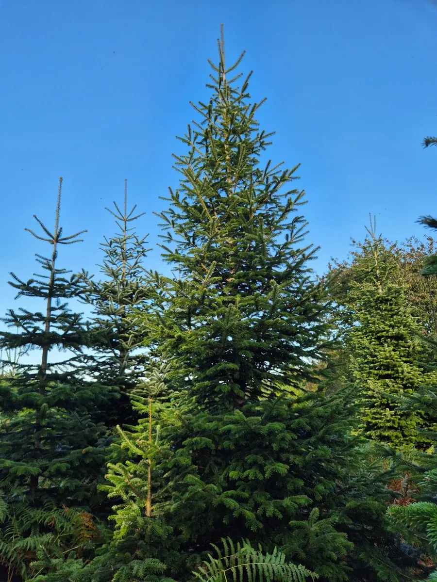 Christmas Trees - Image 4