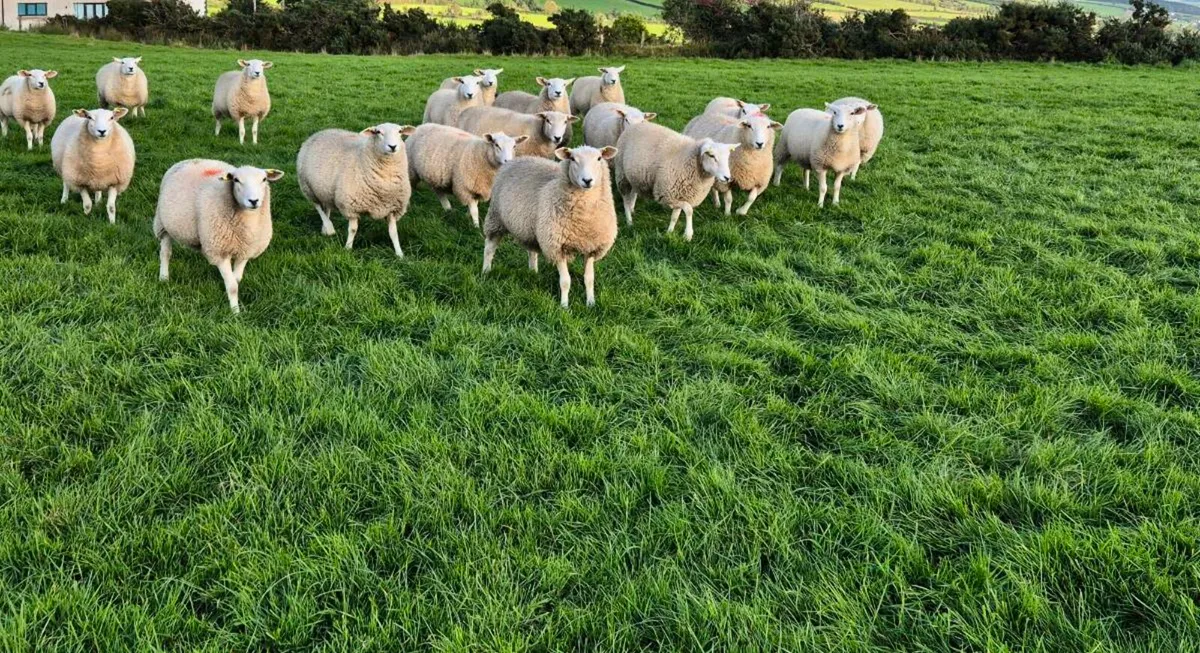 Purebred registered Lleyn ewe lambs. - Image 1