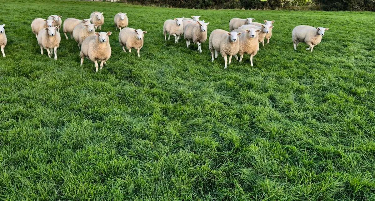 Purebred registered Lleyn ewe lambs. - Image 2