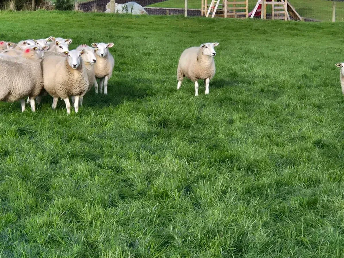 Purebred registered Lleyn ewe lambs. - Image 3