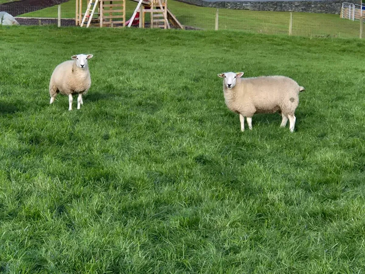 Purebred registered Lleyn ewe lambs. - Image 4