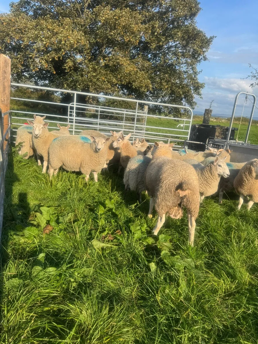 Organic ram lambs - Image 1