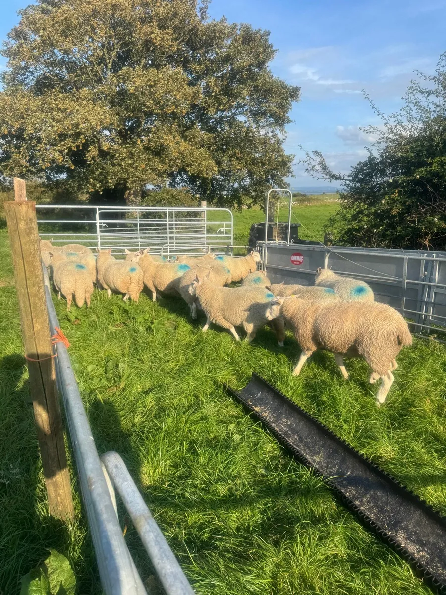 Organic ram lambs - Image 2