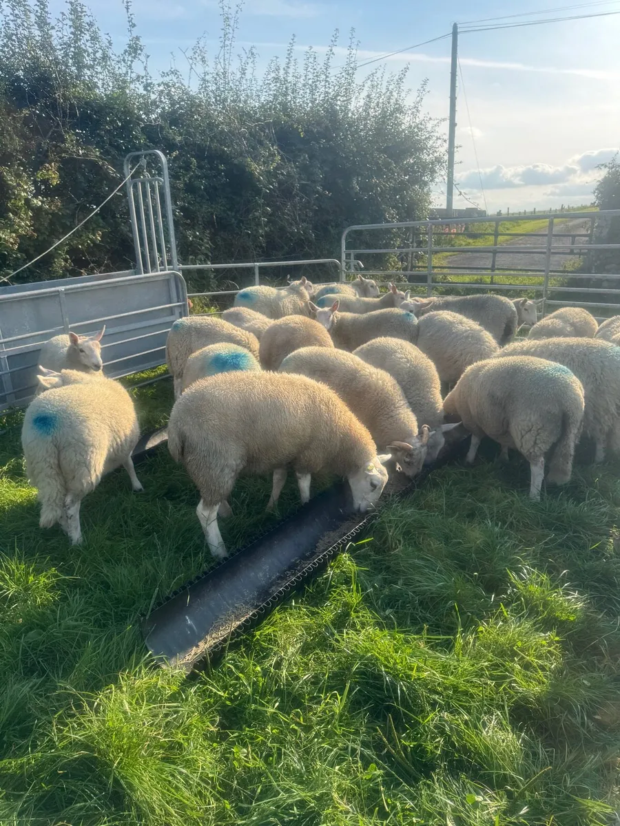 Organic ram lambs - Image 3