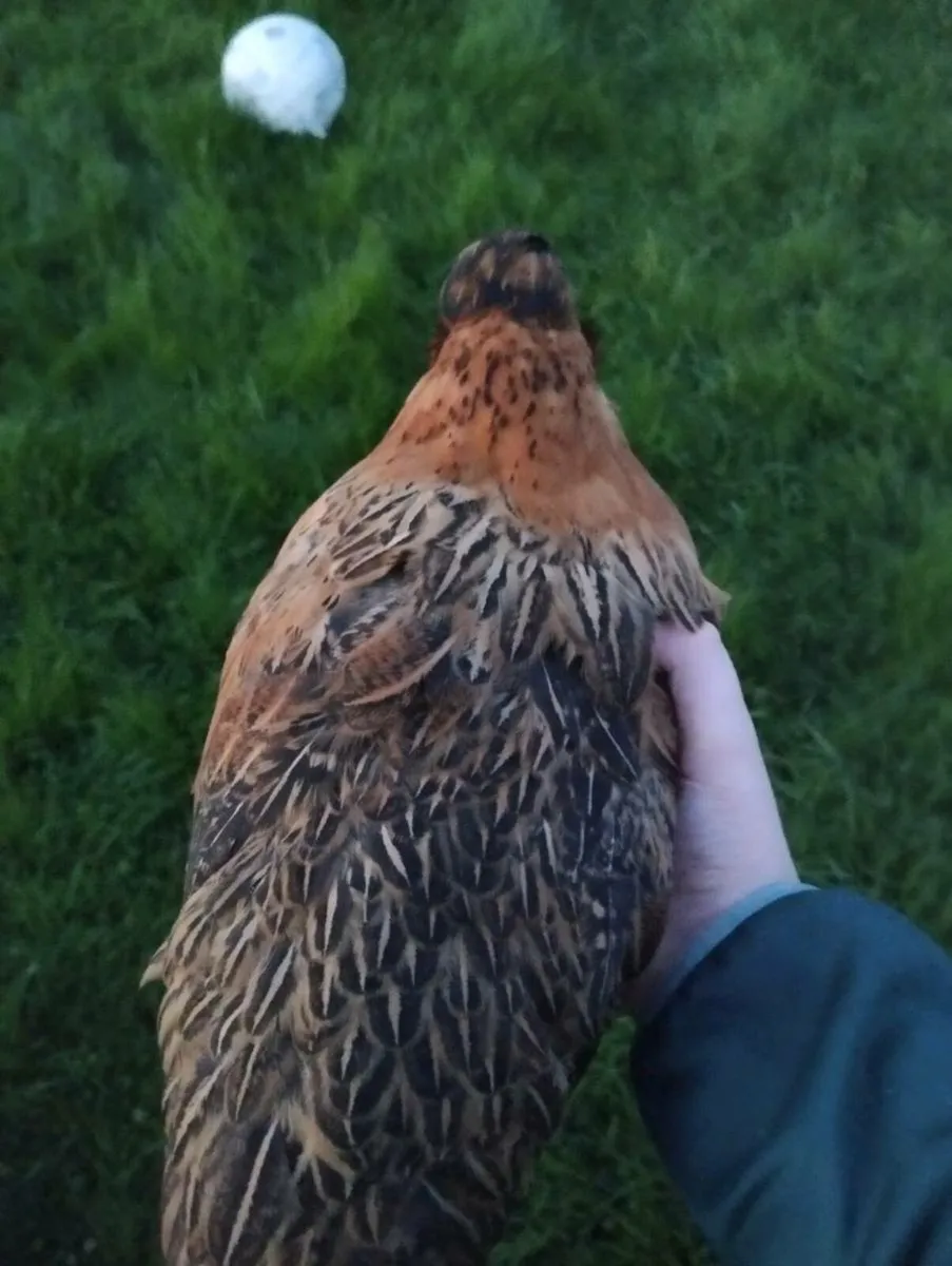 Rooster & hen chicks for sale(can offer on price) - Image 2